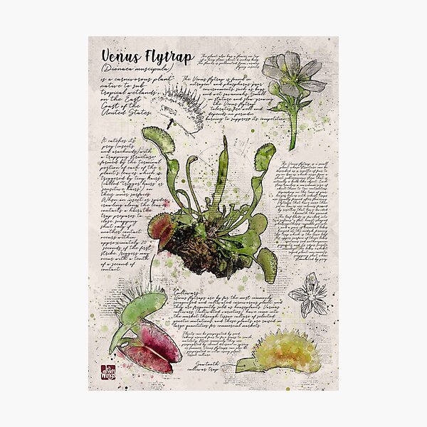Item preview, Venus Flytrap Botanical Poster designed and sold by Elvenwings.