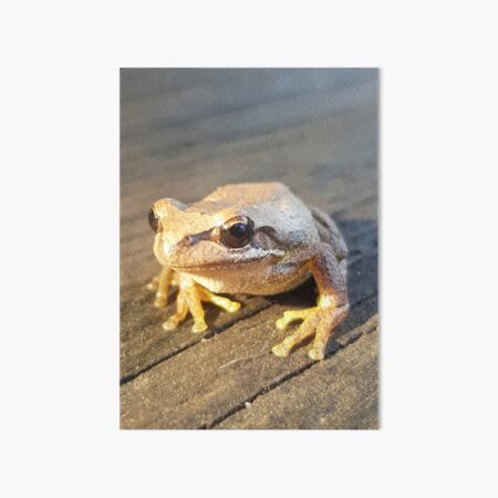 Golden Frog Art Board Print