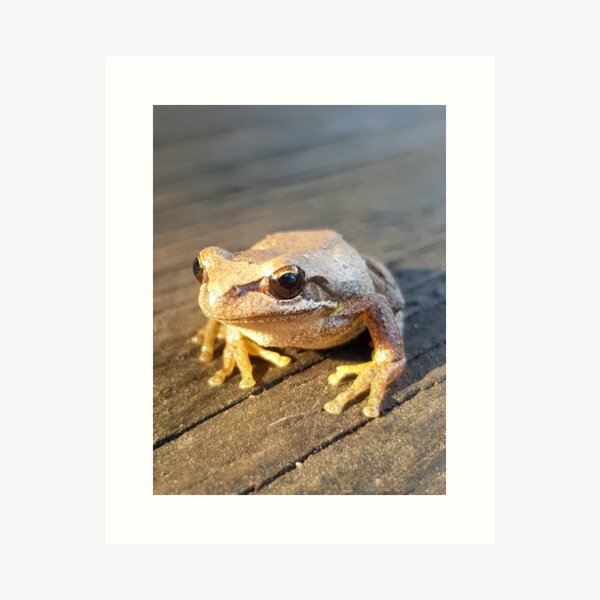 Golden Frog by Adelaide Artist Avril Thomas at Magpie Springs Art Print