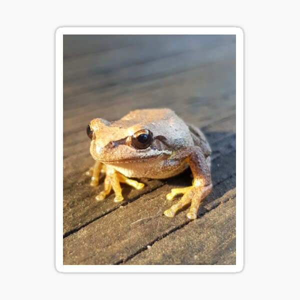 Item preview, Golden Frog  by Adelaide Artist Avril Thomas at Magpie Springs designed and sold by MagpieSprings.