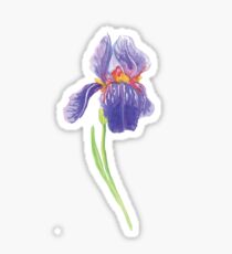 Iris water color painting Sticker
