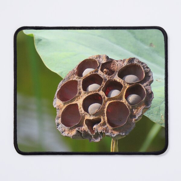 Item preview, Lotus Seed Pod ... Potential designed and sold by Linda Walsh.