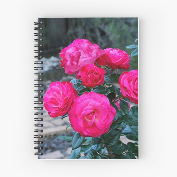 Item preview, Blooming Roses......................!! designed and sold by Roy  Massicks.