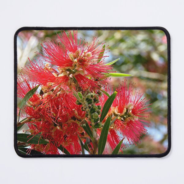 Item preview, Bottlebrush Flower designed and sold by Linda Walsh.