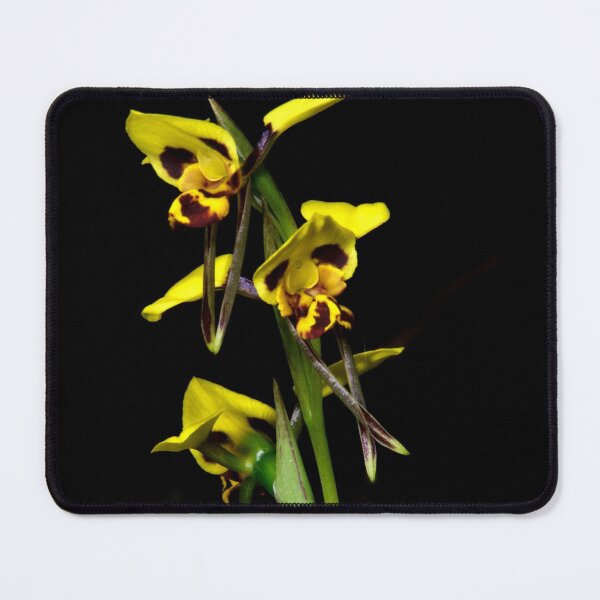 Item preview, Tiger Orchid Foursome designed and sold by GP1746.