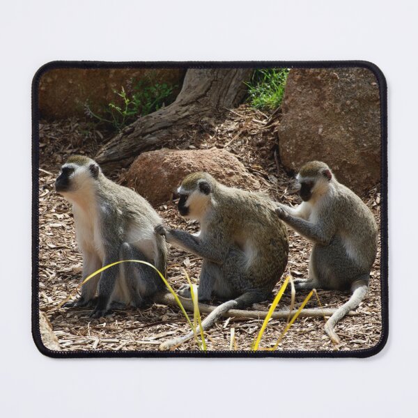 Item preview, Vervet Monkeys - You Scratch My Back... designed and sold by GP1746.