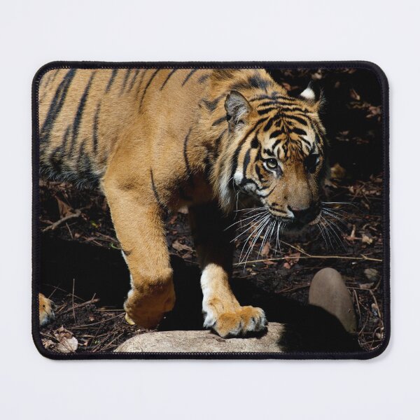 Item preview, Tiger Stalking - Close Up designed and sold by GP1746.