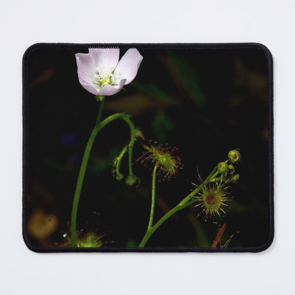 Item preview, Sundew In Flower designed and sold by GP1746.