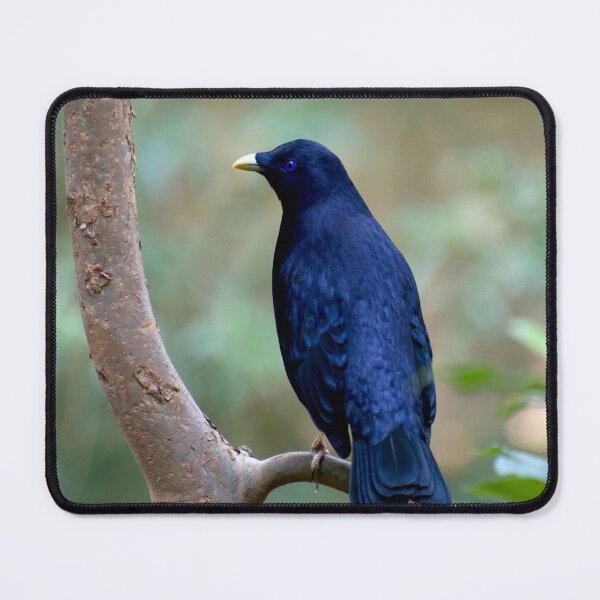 Item preview, Satin Bowerbird designed and sold by GP1746.