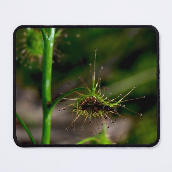 Item preview, Suppertime For Sundew designed and sold by GP1746.