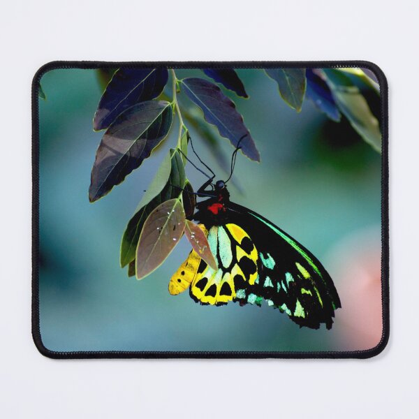 Item preview, Cairns Birdwing With Eggs designed and sold by GP1746.