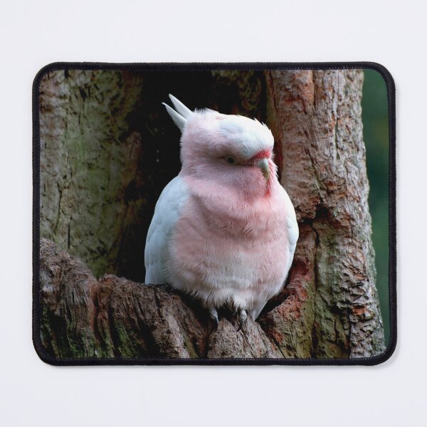 Item preview, Major Mitchell Pink Cockatoo designed and sold by GP1746.