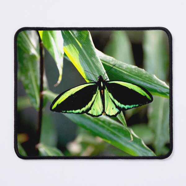 Item preview, Cairns Birdwing designed and sold by GP1746.