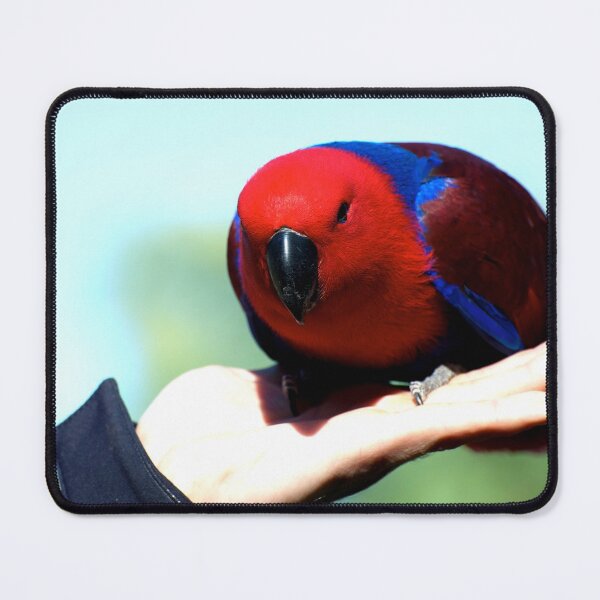 Item preview, Eclectus Parrot - female designed and sold by GP1746.