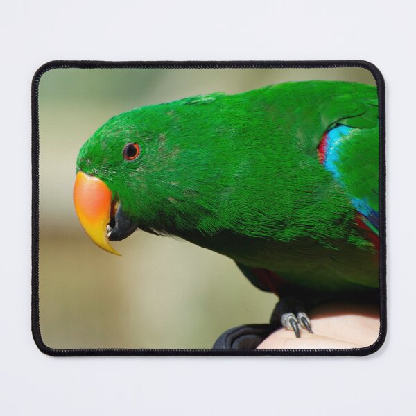 Item preview, Eclectus Parrot - male designed and sold by GP1746.
