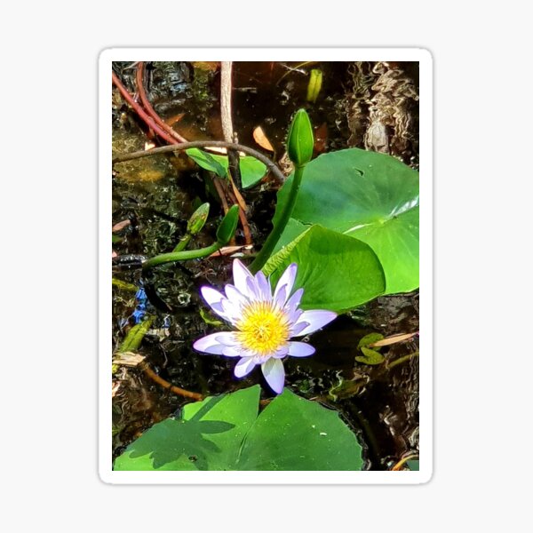 Item preview, Water Lillies of Harry’s Hut. designed and sold by TraceyannR.