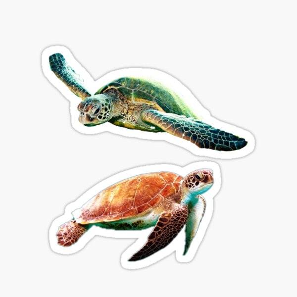 Sea turtles Sticker
