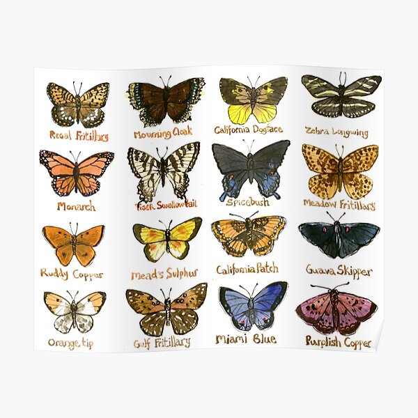 North American Butterflies Poster