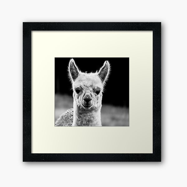Baby Alpaca Framed Art Print