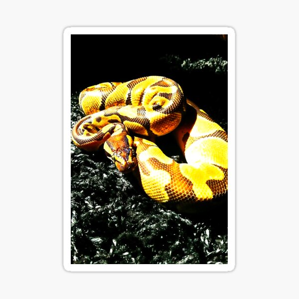 Vista previa del artículo con la obra «Serpiente 102», diseñado y vendido por Gabriel Sanches.