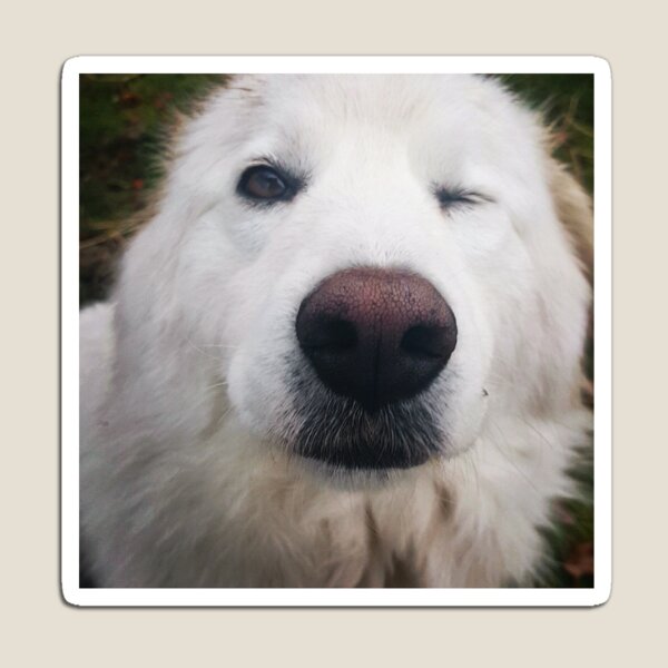 Winking Pup Magnet
