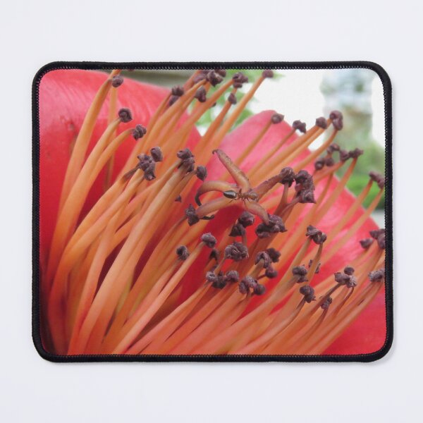 Item preview, Kapok Flower Close-up with Ant designed and sold by Linda Walsh.