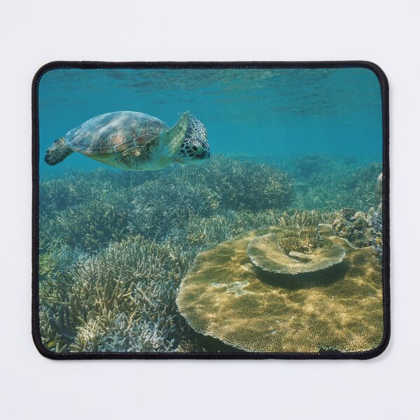 Item preview, A green sea turtle underwater over coral reef designed and sold by Seaphotoart.