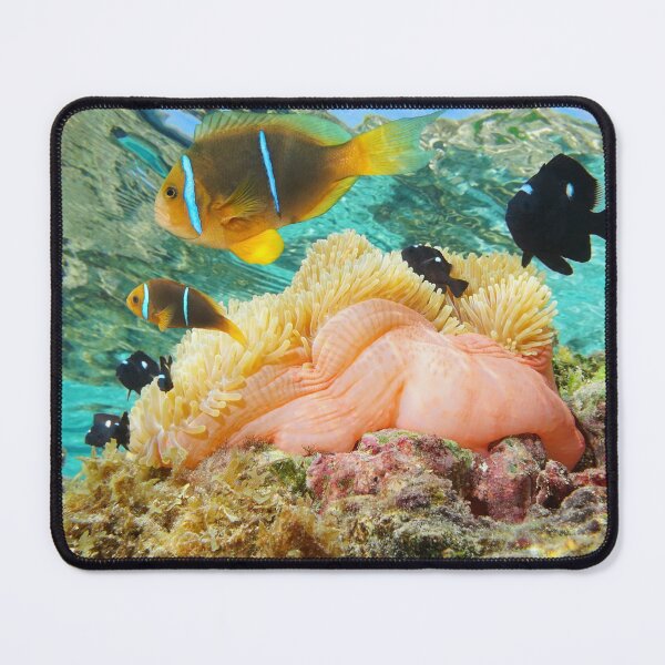 Item preview, Sea anemone with fish anemonefish Pacific ocean designed and sold by Seaphotoart.