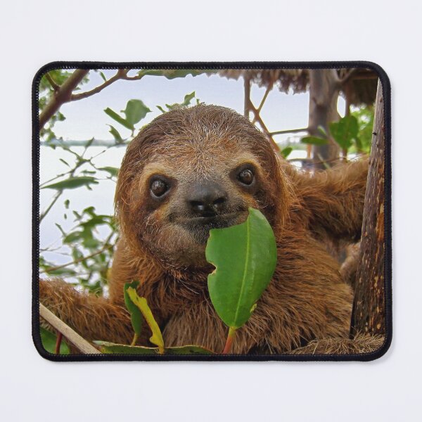 Item preview, Baby Brown throated Three toed sloth designed and sold by Seaphotoart.