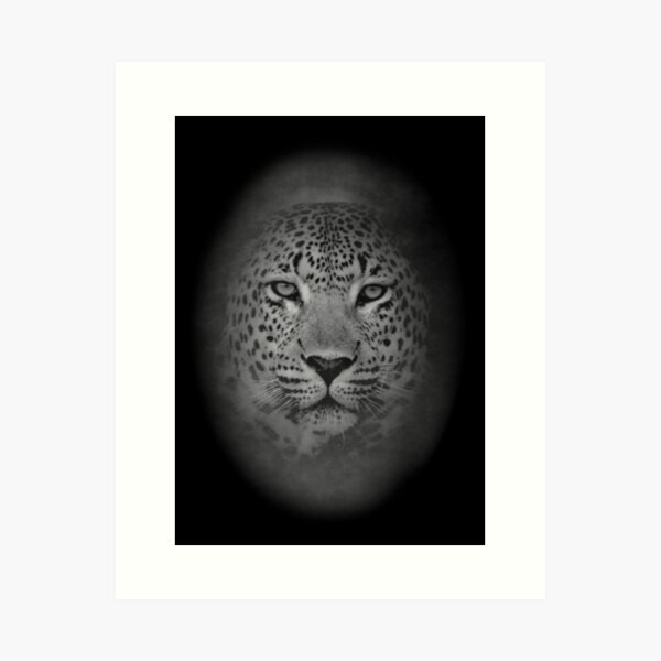 Leopard in the shadows Art Print