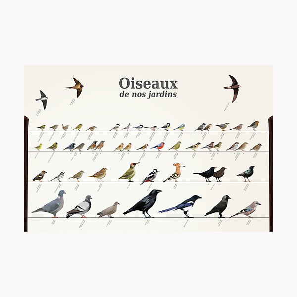 Birds of French gardens Photographic Print