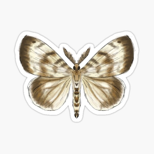 Luna Moth Drawing Images  Free Download on Freepik