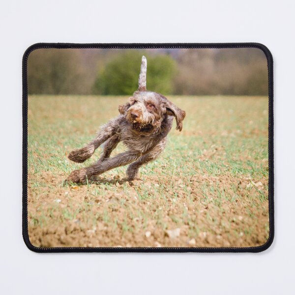 Item preview, Leaning into the wind Spinone  by heidiannemorris designed and sold by FOLK ART FUSION.