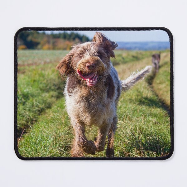 Item preview, Cantering between fields Spinone designed and sold by FOLK ART FUSION.