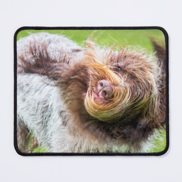 Item preview, Shake it out Spinone designed and sold by FOLK ART FUSION.
