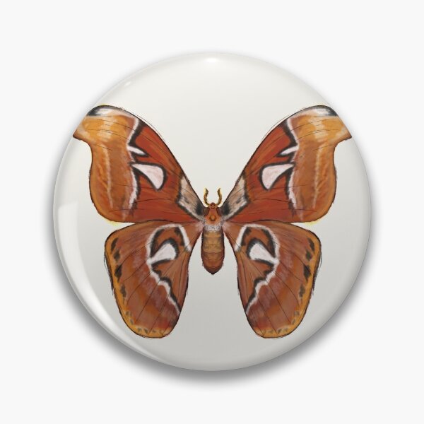Item preview, Atlas Moth - Single designed and sold by GothicApothic.