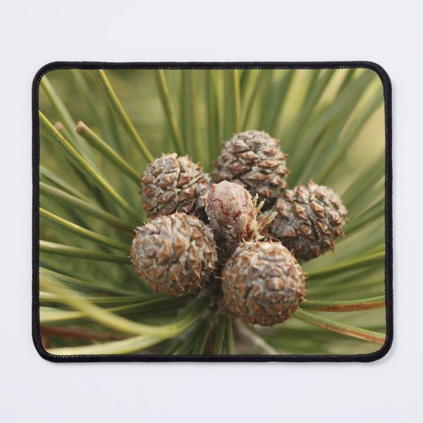 Item preview, Nature, tree, needles, cones, photography, BebiCervin designed and sold by BebiCervin.