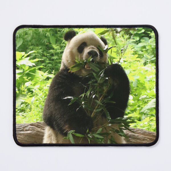 Item preview, Asia, China, Beijing, Zoo, Animal, Panda, Standing, Eating, Photography, BebiCervin designed and sold by BebiCervin.