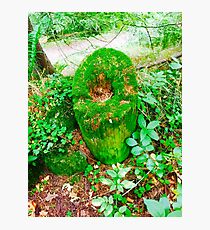 Moss stump Photographic Print