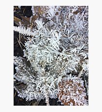Frozen Photographic Print