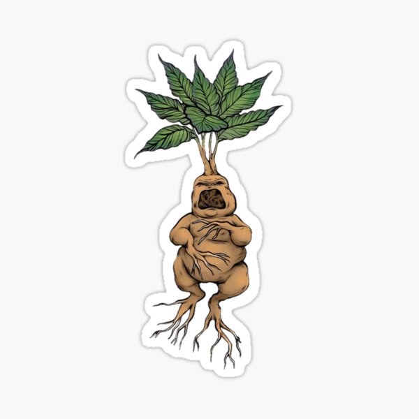 Mandrake, also known as Mandragora Sticker