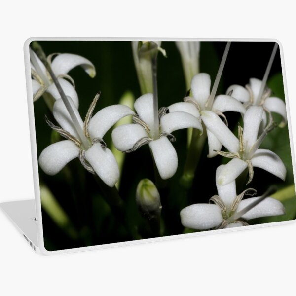 Pavetta australiensis Laptop Skin