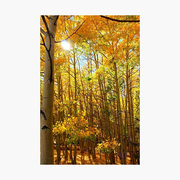 Item preview, Autumn Sun designed and sold by Christine Ford.