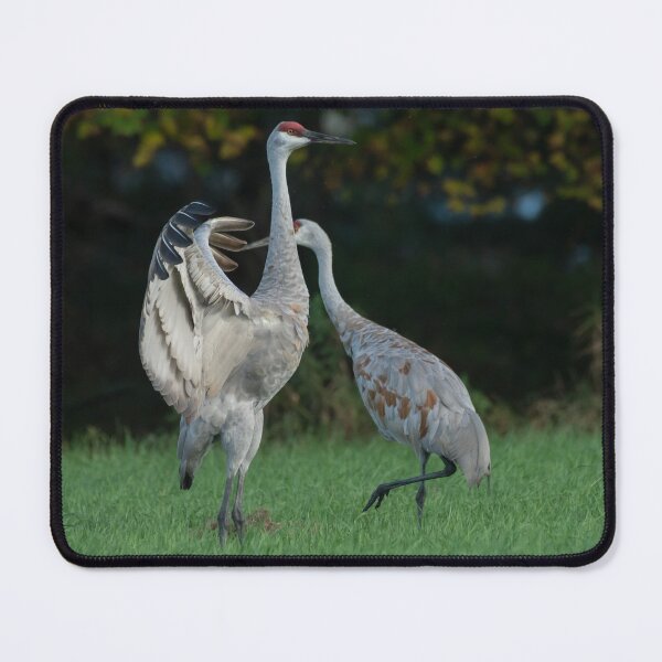 Item preview, Sandhill Crane Spreads wing in breeding display  designed and sold by Steven Holt.