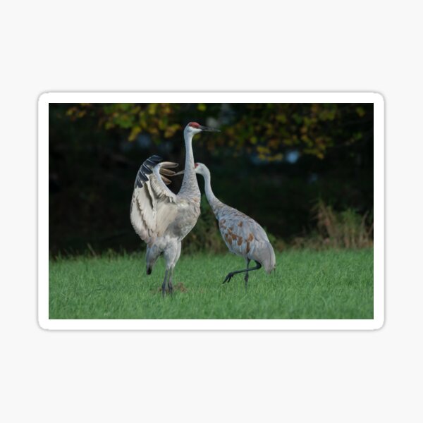 Item preview, Sandhill Crane Spreads wing in breeding display  designed and sold by Steven Holt.