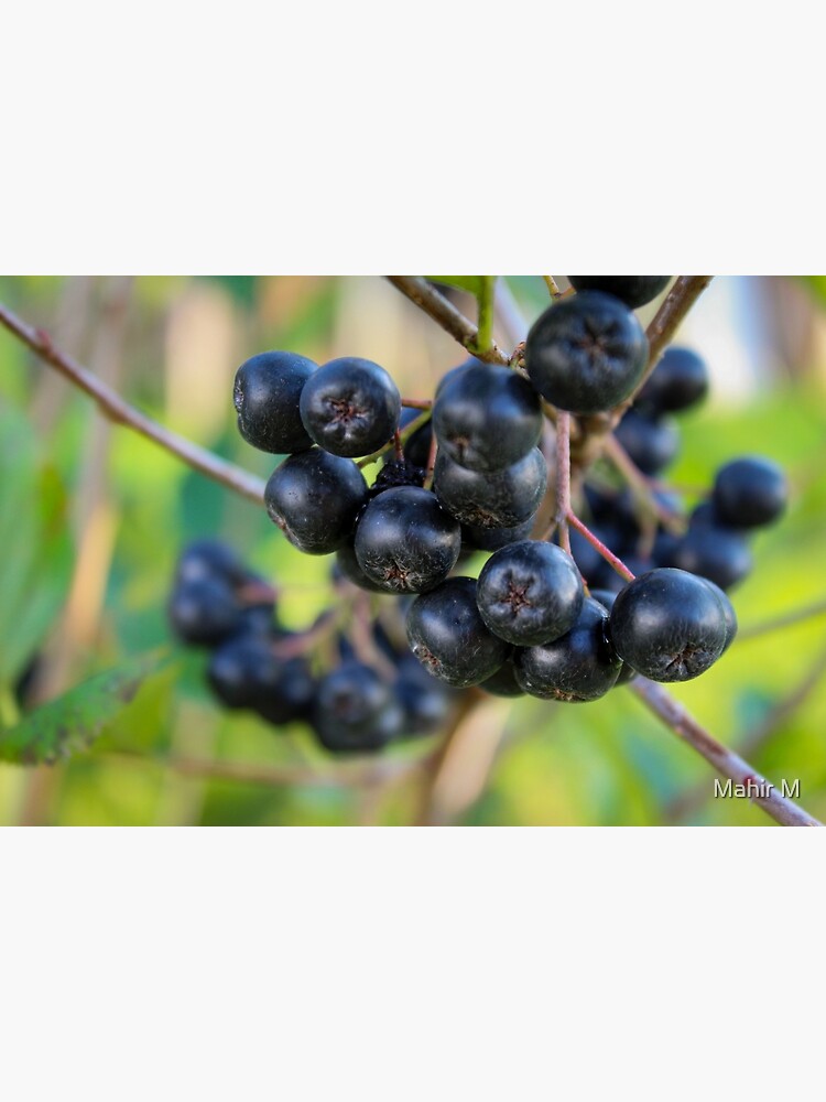Disover Ripe fruit on the branches of a bush chokeberry Premium Matte Vertical Poster