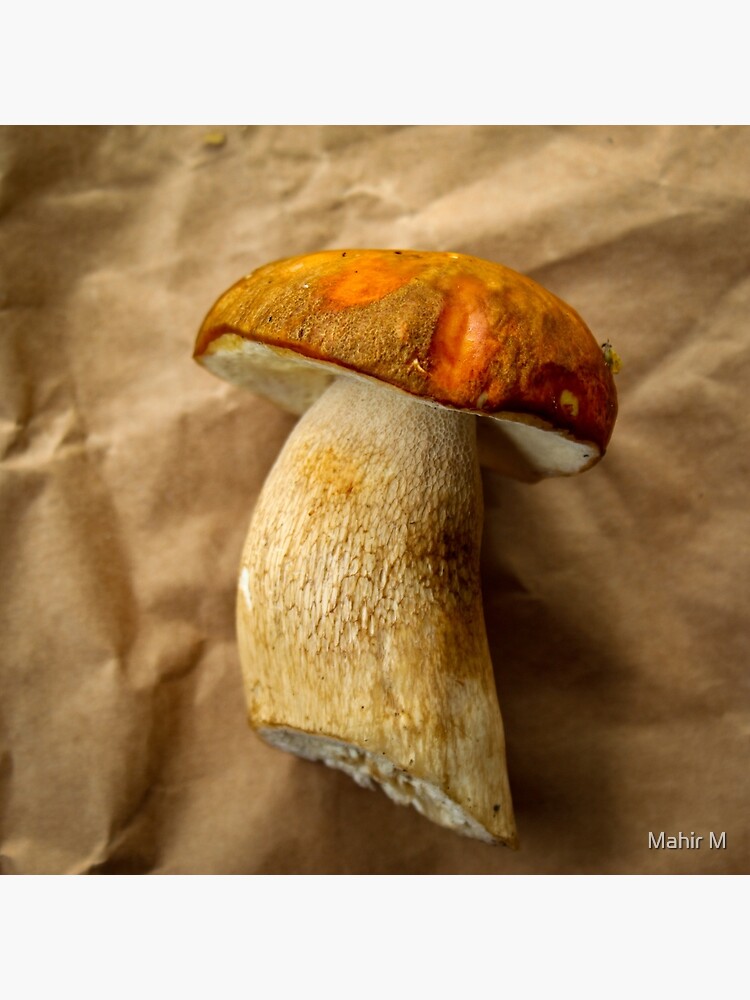 Discover Boletus mushroom Premium Matte Vertical Poster