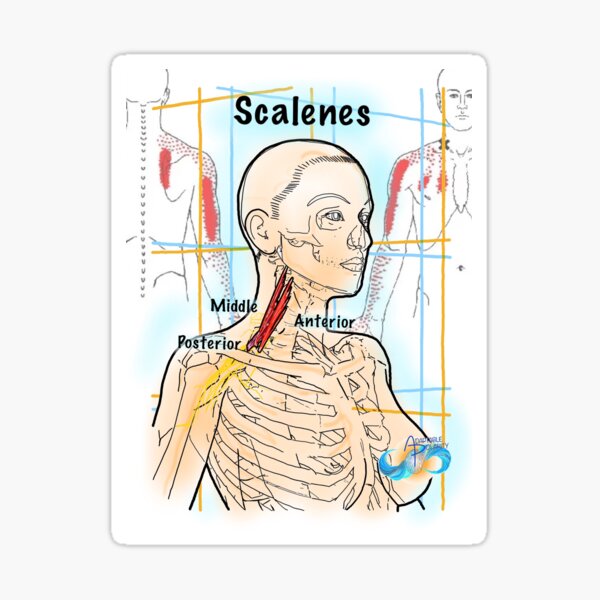 Scalenes Sticker