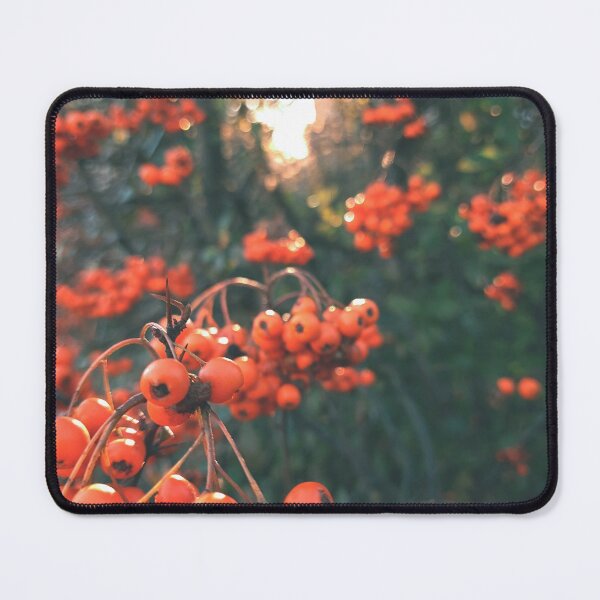 Item preview, Orange berries during sunset - Photography designed and sold by greatnorris.