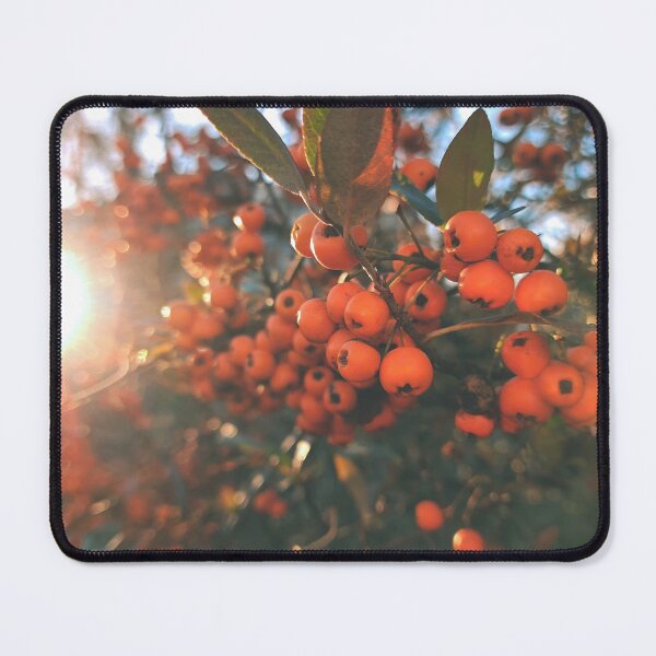 Item preview, Orange berries during sunset - Photography designed and sold by greatnorris.